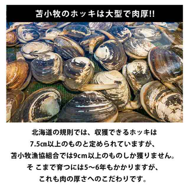 マルトマ プレミアム ほっきカレー【1人前】北海道 お土産 苫小牧 貝