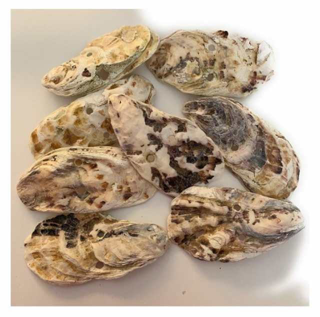 100%新品得価クリーン牡蠣殻（かきがら）10殻 関連:PSBクロレラ好相性L 水草