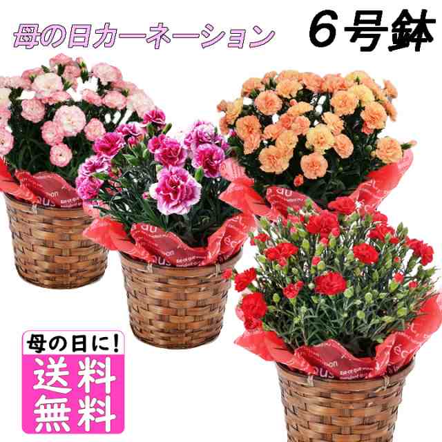 母の日 花 プレゼント 選べるお花 鉢植え カーネーション 6号鉢の通販はau Pay マーケット まるひろオンラインショップ