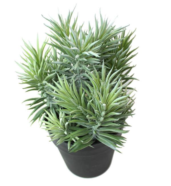 観葉植物 フェイクグリーン セネシオ ポット インテリア 造花 ガーデン 雑貨 Diyの通販はau Pay マーケット アートショップ フォームス Au Pay マーケット店 観葉植物 フェイクグリーン セネシオ ポット インテリア 造花 ガーデン 雑貨 Diyの通販はau Pay マーケット アートショップ フォームス Au Pay マーケット店