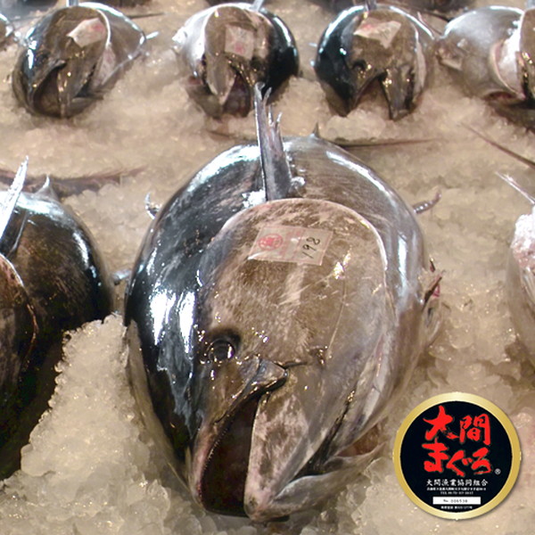 まぐろ大間産 天然本マグロ 赤身 0g 大間のまぐろ 一本釣り 生まぐろ 刺身用 大間港直送の通販はau Pay マーケット 食紀行