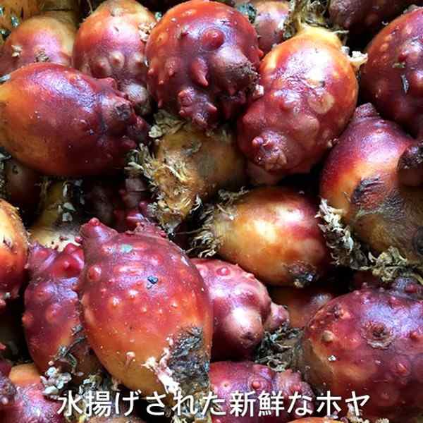 ほや 活ホヤ 小 4個 殻付き生ホヤ 朝どり漁師直送 三陸宮城県産 石巻 活き 天然ほやの通販はau Pay マーケット 食紀行