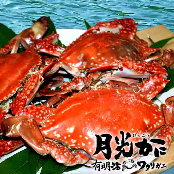 ワタリガニ直売 活〆 有明海 生 渡り蟹 1kg(小3尾入)わたりがに 熊本県