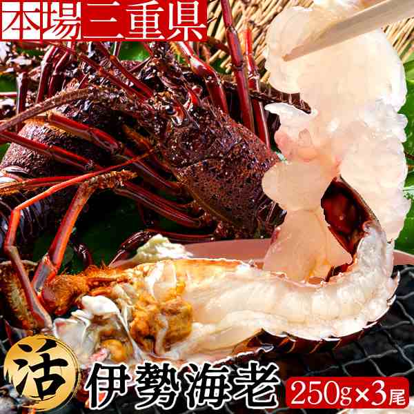 伊勢エビ 伊勢海老 活 刺身 約250g 3尾 三重県産 志摩産 活け 活魚 生タイプ 本場賢島直送 通販 人気 生きたままの通販はau Pay マーケット 食紀行