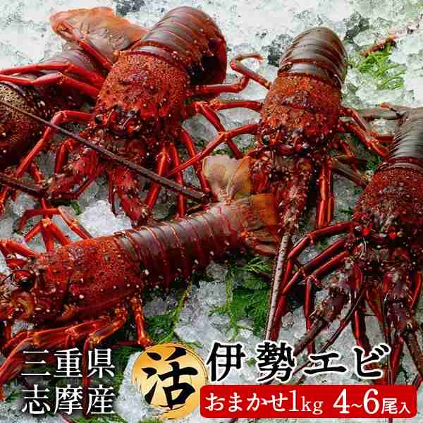 伊勢エビ 伊勢海老 活 刺身 お徳用 おまかせ約1kg 4 6尾入 三重県産 志摩産 活け 活魚 生タイプ 本場賢島直送 通販 人気 生きたままの通販はau Pay マーケット 食紀行