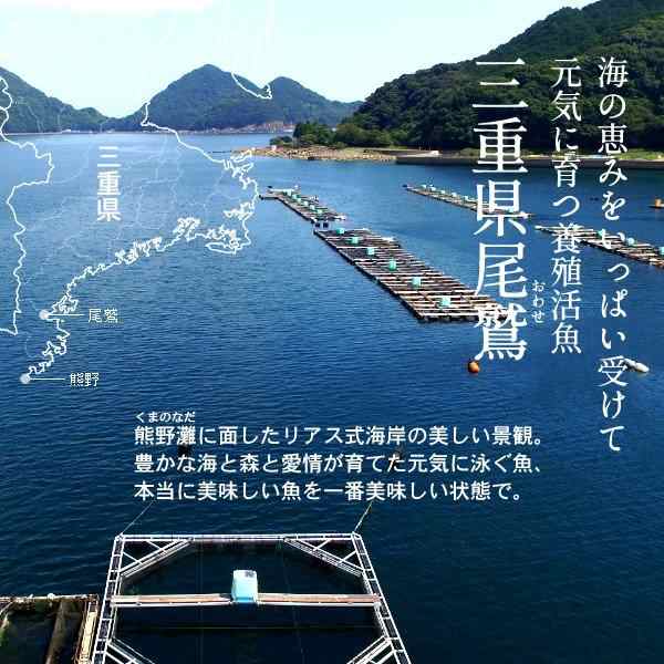 マハタ 海鮮鍋セット エビ ハマグリ付き 三重県尾鷲産 活魚養殖場 幻の高級魚 白身魚の最高峰 まるごと1尾の通販はau Pay マーケット 食紀行