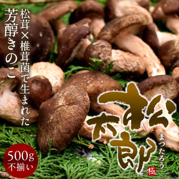 松太郎 きのこ 松茸 椎茸菌 芳醇キノコ 良品 まつたろう 500g お試し不揃い 伊勢の国 三重県産 訳ありの通販はau Pay マーケット 食紀行