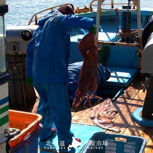 タコ たこ お刺身 たこ足 ボイル [800g-1kg] タコ足 特大 蛸 脚 北海道産 斜里町知床 格安 産直の通販はau PAY マーケット -  食紀行