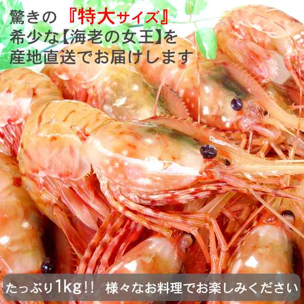 ボタンエビ ボタン海老 お刺身 ぼたんえび 特大 1kg 新鮮 北海道 大型 牡丹海老 格安 産直の通販はau Pay マーケット 食紀行