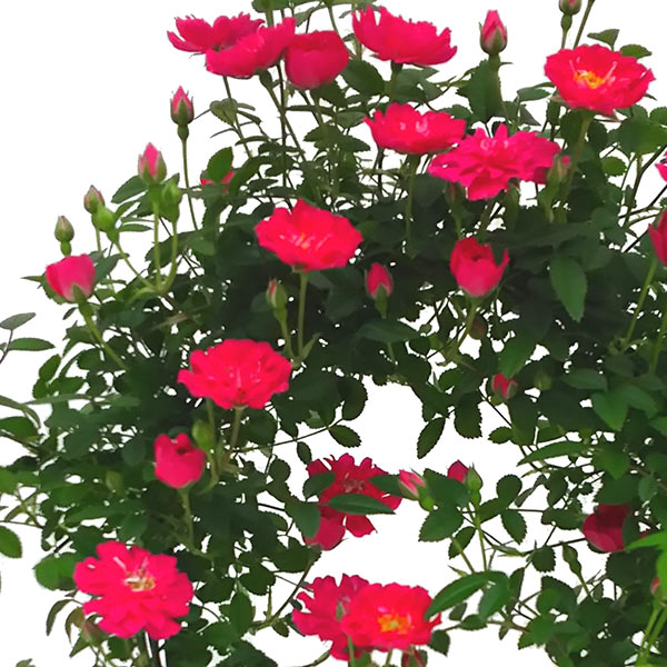 母の日 プレゼント ギフト 花 鉢植え 生花 つる バラ ローズ 薔薇 ばら 寄せ植え 鉢付き ミニアーチ H38 No 8 ミニバラ おしゃれ かわいの通販はau Pay マーケット Viewgarden