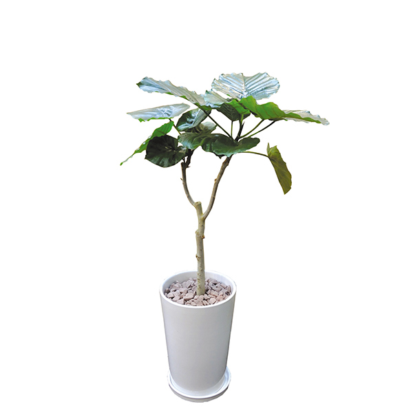 観葉植物 ウンベラータ 1cm 陶器l 大型 Interplantsnet インタープランツネット インテリアプランツ 開業祝い 新築祝い ギフト 春 新生の通販はau Pay マーケット Viewgarden