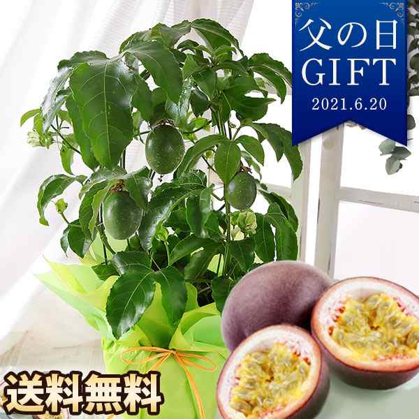 父の日 ギフト プレゼント 花 鉢植え 果樹鉢 イチジク スダチ 姫りんご サルナシ 果実 送料無料 メッセージカード イベントギフトa 21 の通販はau Pay マーケット Bunbun Bee