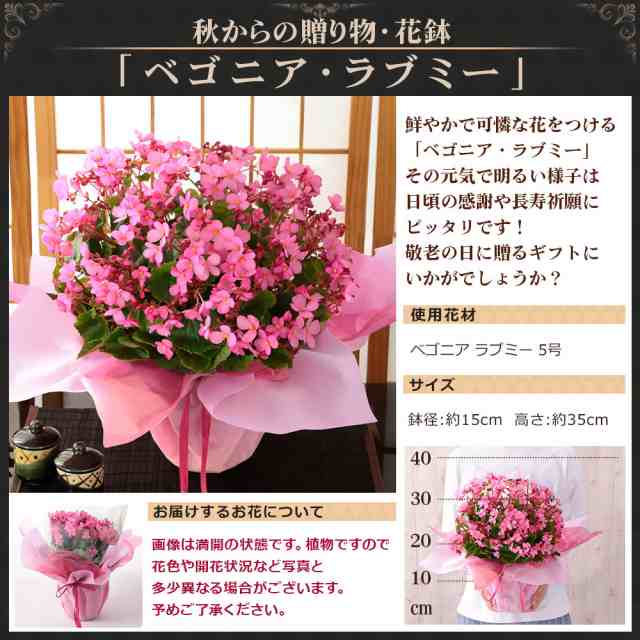 早割実施中！ 敬老の日 プレゼント 花 ギフト 花鉢 鉢植え イベントギフトD 2024 送料無料の通販はau PAY マーケット  BunBun!Bee au PAY マーケット－通販サイト