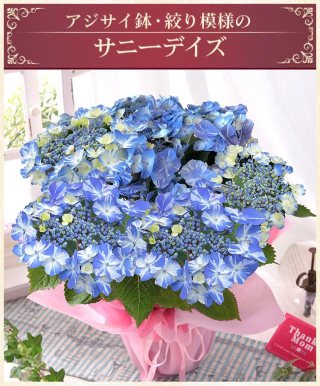 母の日 花 ギフト プレゼント 2025 花 鉢植え アジサイ 花鉢 鉢