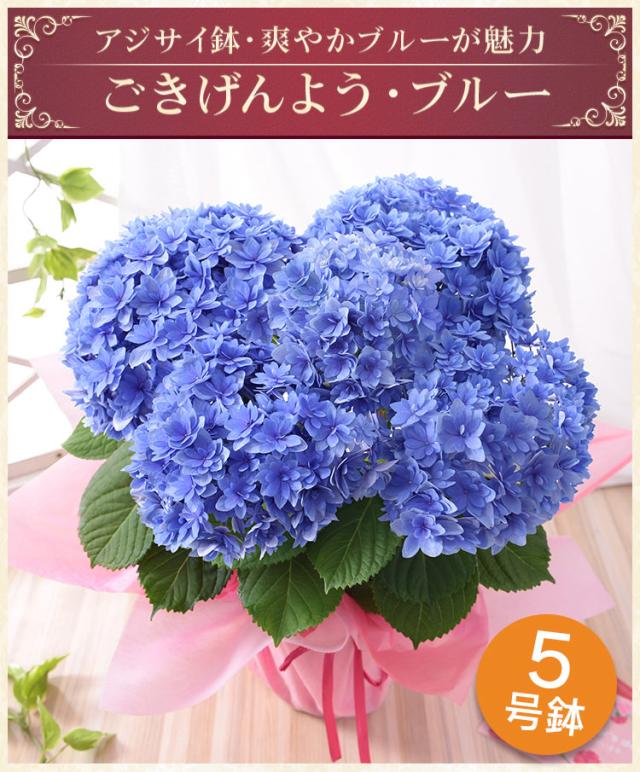 母の日 花 ギフト プレゼント 2025 花 鉢植え アジサイ 花鉢 鉢