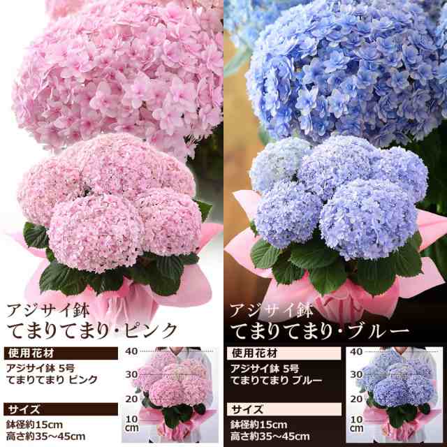 クーポンで最大500円off 母の日 プレゼント ギフト 花 鉢植え 寄せ鉢 アレンジ 花束 イベントギフトa 21 送料無料 メッセージカードの通販はau Pay マーケット Bunbun Bee