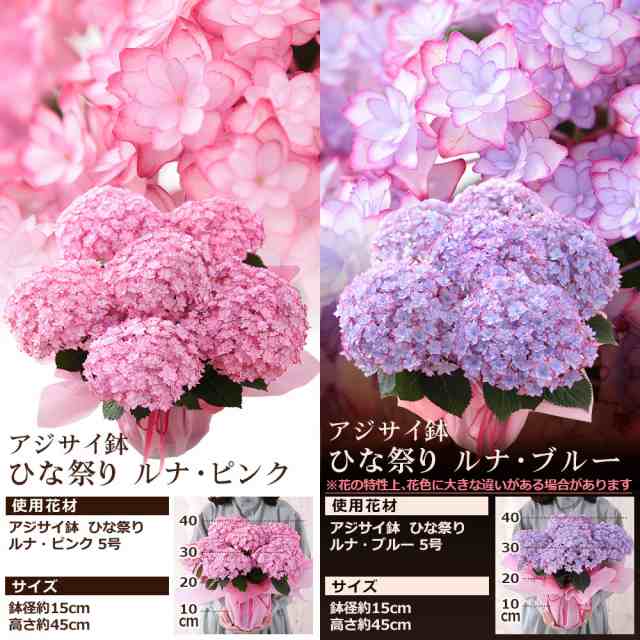 クーポンで最大500円off 母の日 プレゼント ギフト 花 鉢植え イベントギフトc 21 送料無料 アレンジ 花束 ブーケ アジサイ 花鉢 バの通販はau Pay マーケット Bunbun Bee