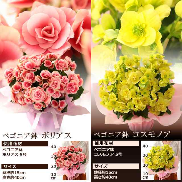 クーポンで最大500円off 母の日 プレゼント ギフト 花 鉢植え イベントギフトc 21 送料無料 アレンジ 花束 ブーケ アジサイ 花鉢 バの通販はau Pay マーケット Bunbun Bee