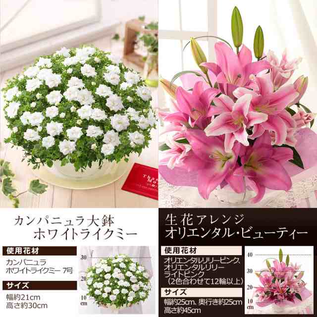 クーポンで最大500円off 母の日 プレゼント ギフト 花 鉢植え イベントギフトc 21 送料無料 アレンジ 花束 ブーケ アジサイ 花鉢 バの通販はau Pay マーケット Bunbun Bee