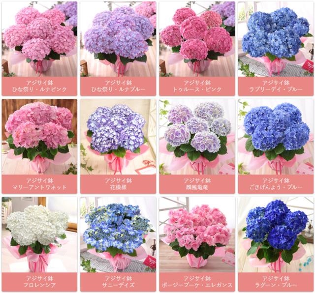 あじさい油絵母の日ギフト 幸せと癒やしを贈る「母の日の花ギフト」を好評発売中