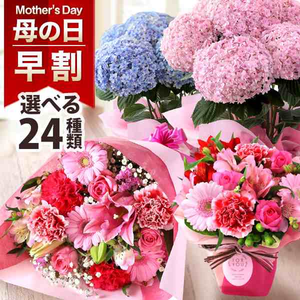 信頼も高い 母の日早得】日比谷花壇 あじさい「いろは」（SUSTEE付） 母の日 シャンプー