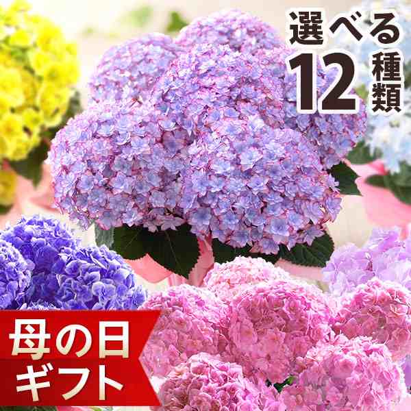 母の日 花 ギフト プレゼント 2025 花 鉢植え アジサイ 花鉢 鉢