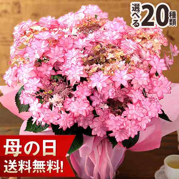 クーポンで最大500円off 母の日 プレゼント ギフト 花 鉢植え イベントギフトc 21 送料無料 アレンジ 花束 ブーケ アジサイ 花鉢 バの通販はau Pay マーケット Bunbun Bee