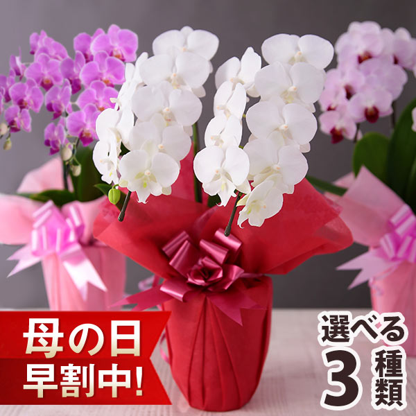 早割実施中！ 母の日 2025 花 ギフト プレゼント 花鉢 ミディ胡蝶蘭 2本立ち 14輪以上（つぼみ込み） 選べる3色 イベントギフトW 送料無料の通販は 6,590円