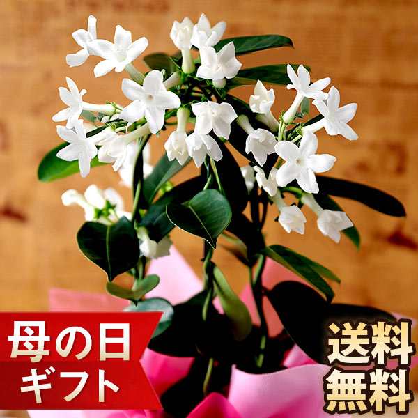 母の日 プレゼント ギフト 花 鉢植え 花鉢 清楚な純白 マダガスカルジャスミン イベントギフト 21 送料無料 メッセージカードの通販はau Pay マーケット Bunbun Bee