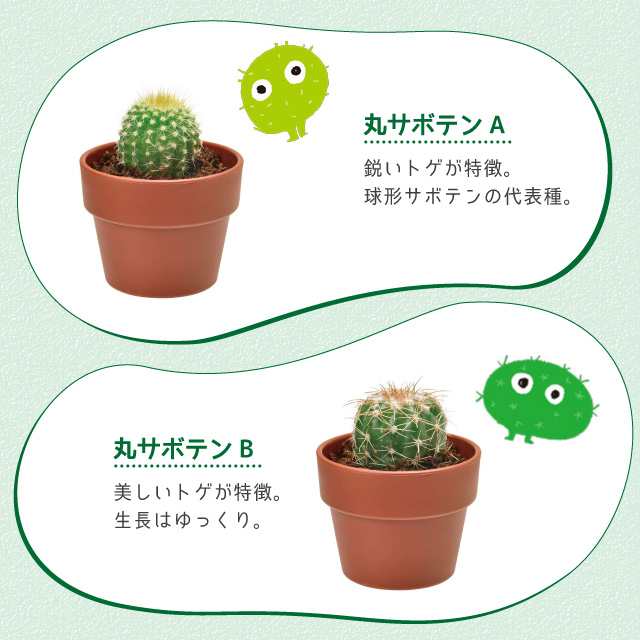 聖新陶芸 育てるカプセル サボテン Green Capsule 1個 栽培セット キット ガチャガチャ さぼてん 丸サボテン 柱サボテン うちわサボテンの通販はau Pay マーケット Fine Dream