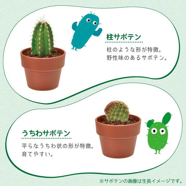 聖新陶芸 育てるカプセル サボテン Green Capsule 1個 栽培セット キット ガチャガチャ さぼてん 丸サボテン 柱サボテン うちわサボテンの通販はau Pay マーケット Fine Dream