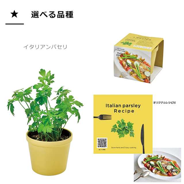 栽培セット ハーブ 聖新陶芸 レシピ付き栽培セット +Recipe GD-951