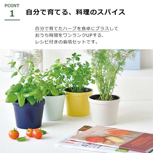 新生活! バレンタイン 栽培キット 観葉植物 ガーデニング 園芸 室内 観賞 プレゼント ギフト 和風 アクアリウム インテリア 育てる水草 Lサイズ  体験型ギフト プレゼント