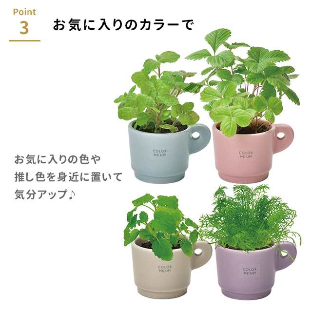 マグ 育て 販売 方