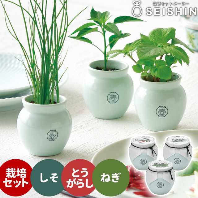 栽培キット 栽培セット 聖新陶芸 TSUBO GD-998 【聖新陶芸 栽培キット