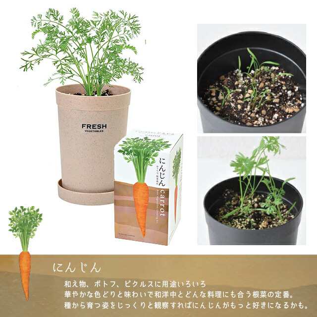 聖新陶芸 おうちで根菜栽培セット 栽培キット 野菜 家庭菜園 ズームイン サタデーの通販はau Pay マーケット Fine Dream