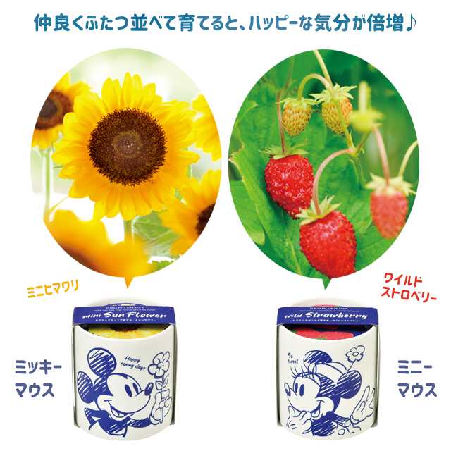 聖新陶芸 Grow Canister グローキャニスター 栽培キット 野イチゴ ワイルドストベリー ヒマワリ ディズニー Disney ミッキーマウス ミニの通販はau Pay マーケット Fine Dream