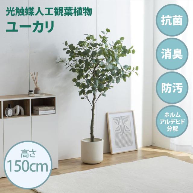 ① ナツメヤシ 耐寒性ヤシ 8号鉢 高さ110cm 実生5年生 現品 ナツメヤシ