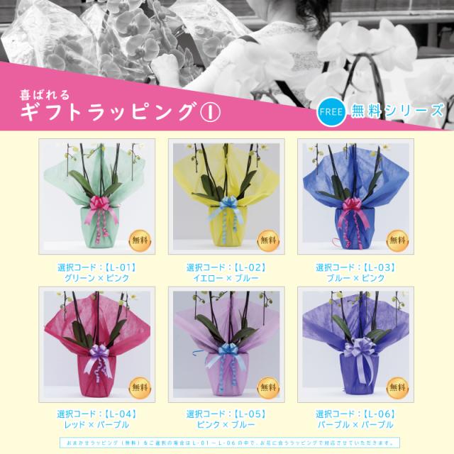 豪華で新しい 胡蝶蘭 花持ち長い 中輪 2本立ち 18輪 白ピンク グラデーション ヴィーナス ブランド胡蝶蘭 お祝い プレゼント 花 ギフト 贈り物 お誕生日 長寿祝い 開店祝い 開業祝い 移転祝い 就任祝い 昇進祝い 当選祝い 当日発送 王立園芸協会登録商品 Ucv Qa Ucv Edu Pe 豪華で新しい 胡蝶蘭 花持ち長い 中輪 2本立ち 18輪 白ピンク グラデーション ヴィーナス ブランド胡蝶蘭 お祝い プレゼント 花 ギフト 贈り物 お誕生日 長寿祝い 開店祝い 開業祝い 移転祝い 就任祝い 昇進祝い 当選祝い 当日発送 王立園芸協会登録商品 Ucv Qa Ucv Edu Pe