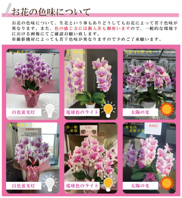 豪華で新しい 胡蝶蘭 花持ち長い 中輪 2本立ち 18輪 白ピンク グラデーション ヴィーナス ブランド胡蝶蘭 お祝い プレゼント 花 ギフト 贈り物 お誕生日 長寿祝い 開店祝い 開業祝い 移転祝い 就任祝い 昇進祝い 当選祝い 当日発送 王立園芸協会登録商品 Ucv Qa Ucv Edu Pe 豪華で新しい 胡蝶蘭 花持ち長い 中輪 2本立ち 18輪 白ピンク グラデーション ヴィーナス ブランド胡蝶蘭 お祝い プレゼント 花 ギフト 贈り物 お誕生日 長寿祝い 開店祝い 開業祝い 移転祝い 就任祝い 昇進祝い 当選祝い 当日発送 王立園芸協会登録商品 Ucv Qa Ucv Edu Pe