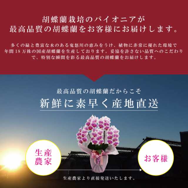 胡蝶蘭 花持ち長い 純国産 大輪2本立ち 18輪〜 白/淡いピンク/ピンク