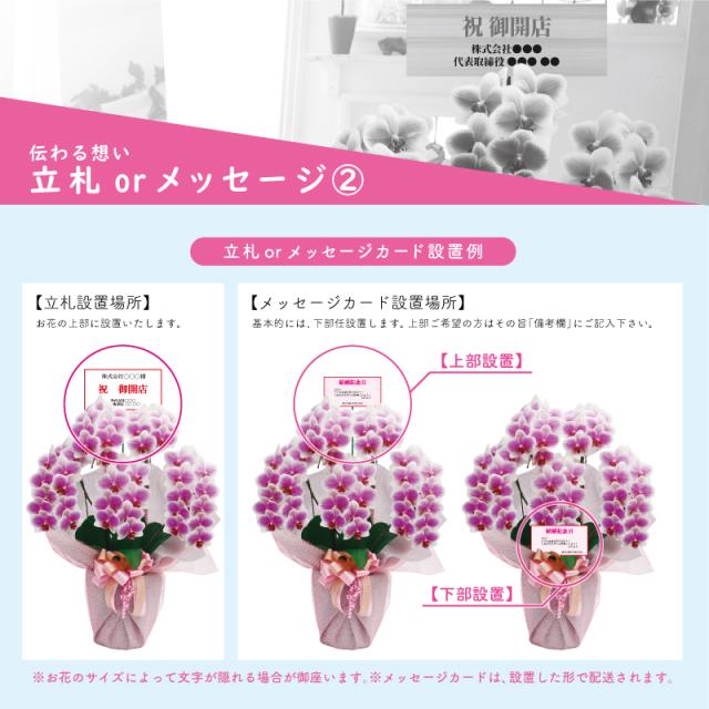 新作続 胡蝶蘭 花持ち長い 純国産 大輪3本立ち 51輪 白 淡いピンク ピンク 白赤 画像配信あり 産地直送 お祝い プレゼント 花 ギフト 贈り物 お供え お誕生日 開店祝い 開業祝い 移転祝い 就任祝い 昇進祝い 当選祝い 当日発送 王立園芸協会登録商品 Pfadisursee Ch