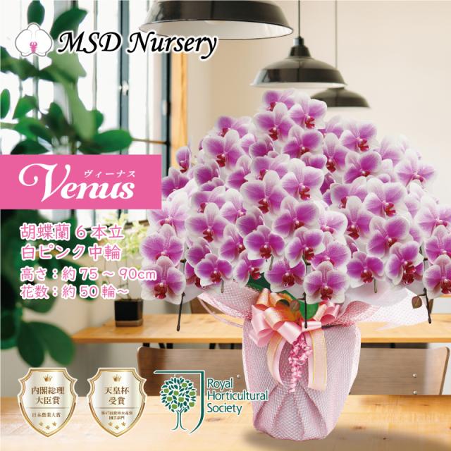 胡蝶蘭 花持ち長い ボリュームup 中輪 6本立ち 50輪 白ピンク グラデーション ヴィーナス 画像配信あり ブランド胡蝶蘭 お祝い プレの通販はau Pay マーケット Total Beauty Shop