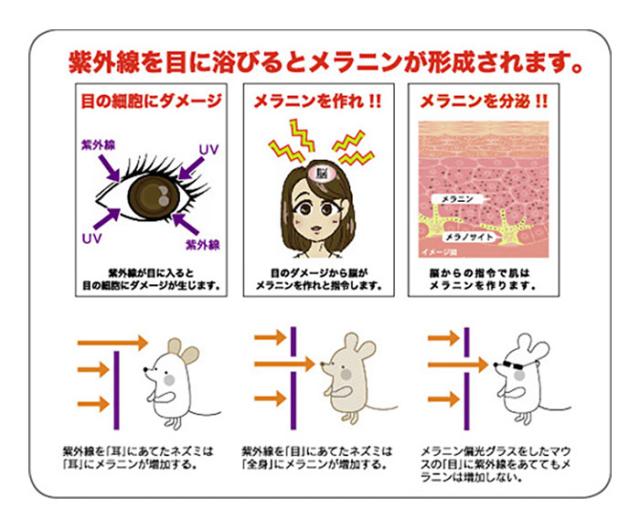 プリンス メンズ レディース メラニン偏光レンズ付きサングラス テニス スポーツ ゴーグル UVカット ブルーライトカット ブラック 黒 送料無料 prince PSU333_1