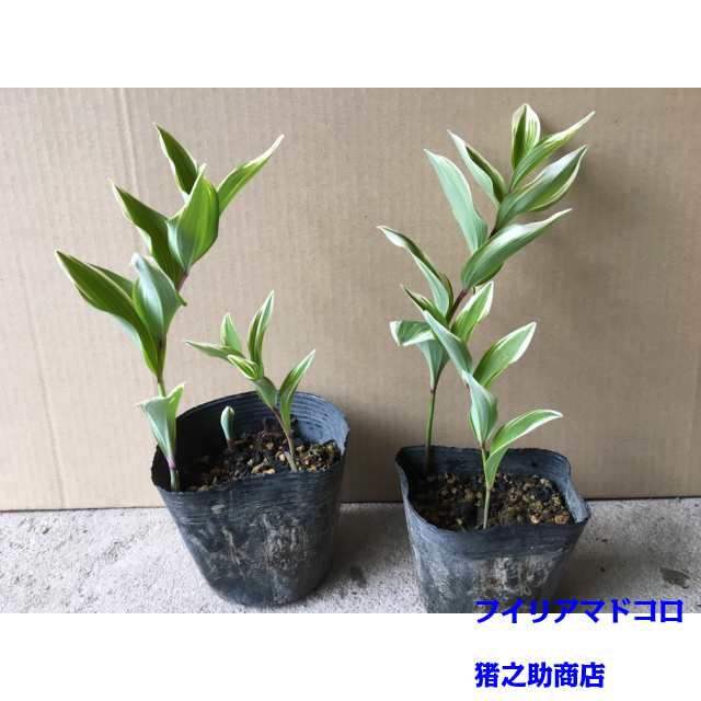 植木 フイリアマドコロ 斑入甘野老 フイリナルコラン フイリナルコユリ 9 0ｐ 5本 0 2ｍ前後の通販はau Pay マーケット 猪之助商店