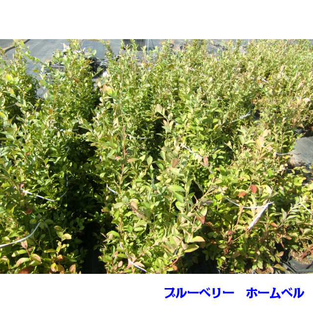 植木 ブルーベリー ホームベル 12 0ｐ 5本 0 3ｍ前後の通販はau Pay マーケット 猪之助商店