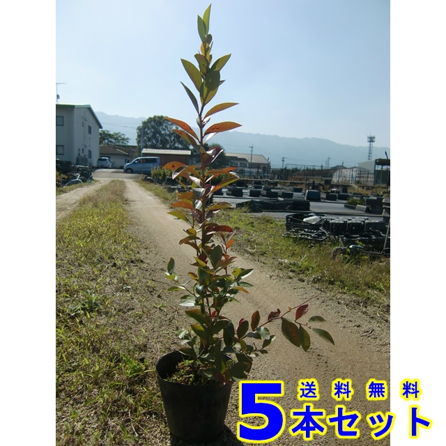 植木 ブルーベリー ホームベル 12 0ｐ 5本 0 3ｍ前後の通販はau Pay マーケット 猪之助商店