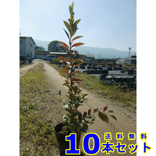 植木 ブルーベリー ホームベル 12 0p 10本 0 3m前後の通販はau Pay マーケット 猪之助商店 植木 ブルーベリー ホームベル 12 0p 10本 0 3m前後の通販はau Pay マーケット 猪之助商店