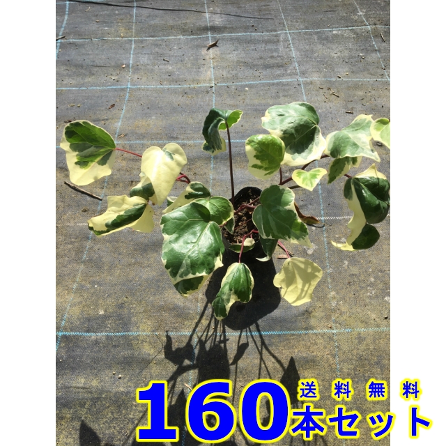 グランドカバー ヘデラ カナリエンシス バリエガータ アイビー 斑入りオカメヅタ 10 5ｐ 160本 の通販はau Pay マーケット 猪之助商店