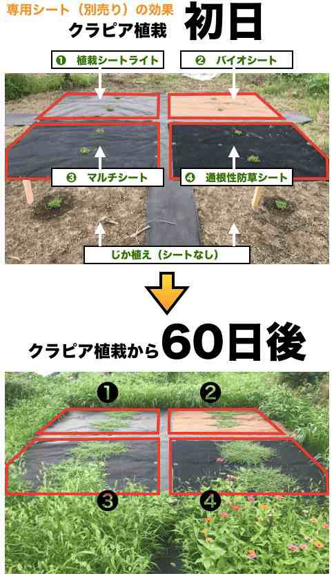 クラピア K7 白 9cmポット苗 10鉢 すくすくセット 有機一発肥料 100g メネデール 100ml 付き 雑草対策 グランドカバーの通販はau Pay マーケット ミドリス